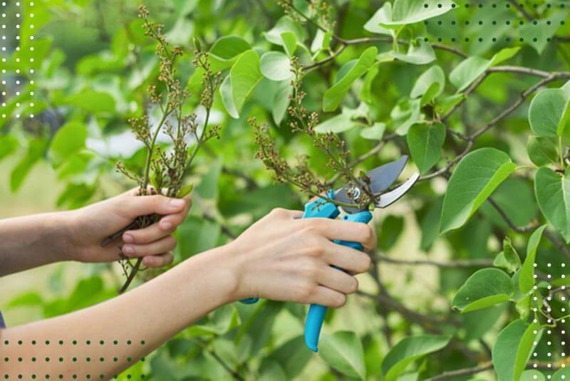 Pruning Fruit Trees - Cutters Edge Pro