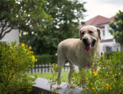Creating a Pet-Friendly Landscape for Your Community
