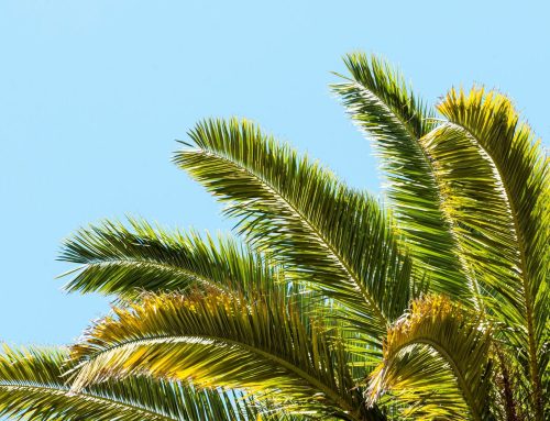 How Do I Fertilize a Palm Tree?