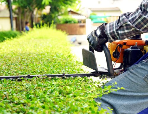 Why You Should Hire Landscape Professionals in Florida