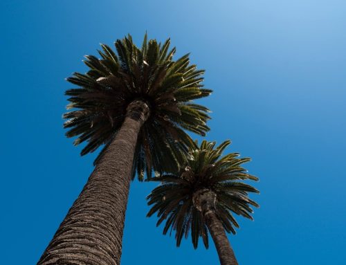 Everything You Should Know About Palm Tree Trimming if you live in Florida