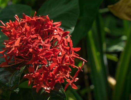 Your Guide to Low Maintenance Tropical Plants