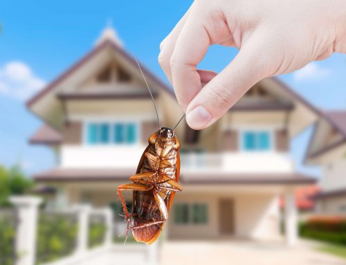 Cockroach or not? A Guide to Identifying Common Pests
