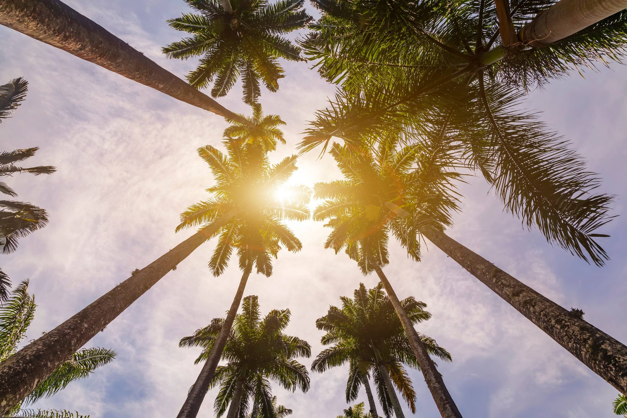 are-palm-trees-native-to-florida-cutters-edge