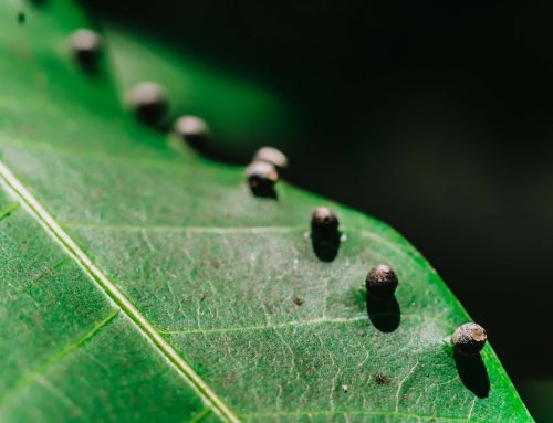 How to Identify Insect Eggs in the Garden