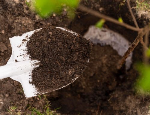 Tiny White Bugs in Your Soil: How Do You Get Rid of Them?