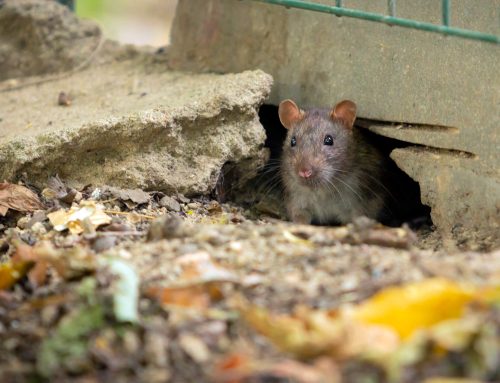 How to Get Rid of Mice Outdoors