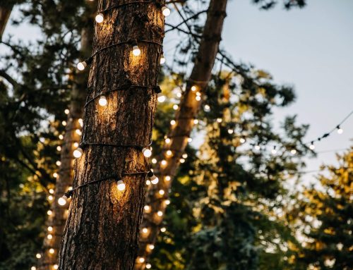 Outdoor Tree Lights: Create a Landscape that Stands Out