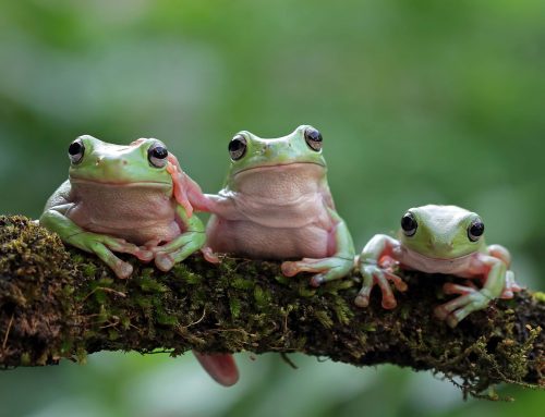 White Tree Frogs in Your Garden: Tips for Pest Management