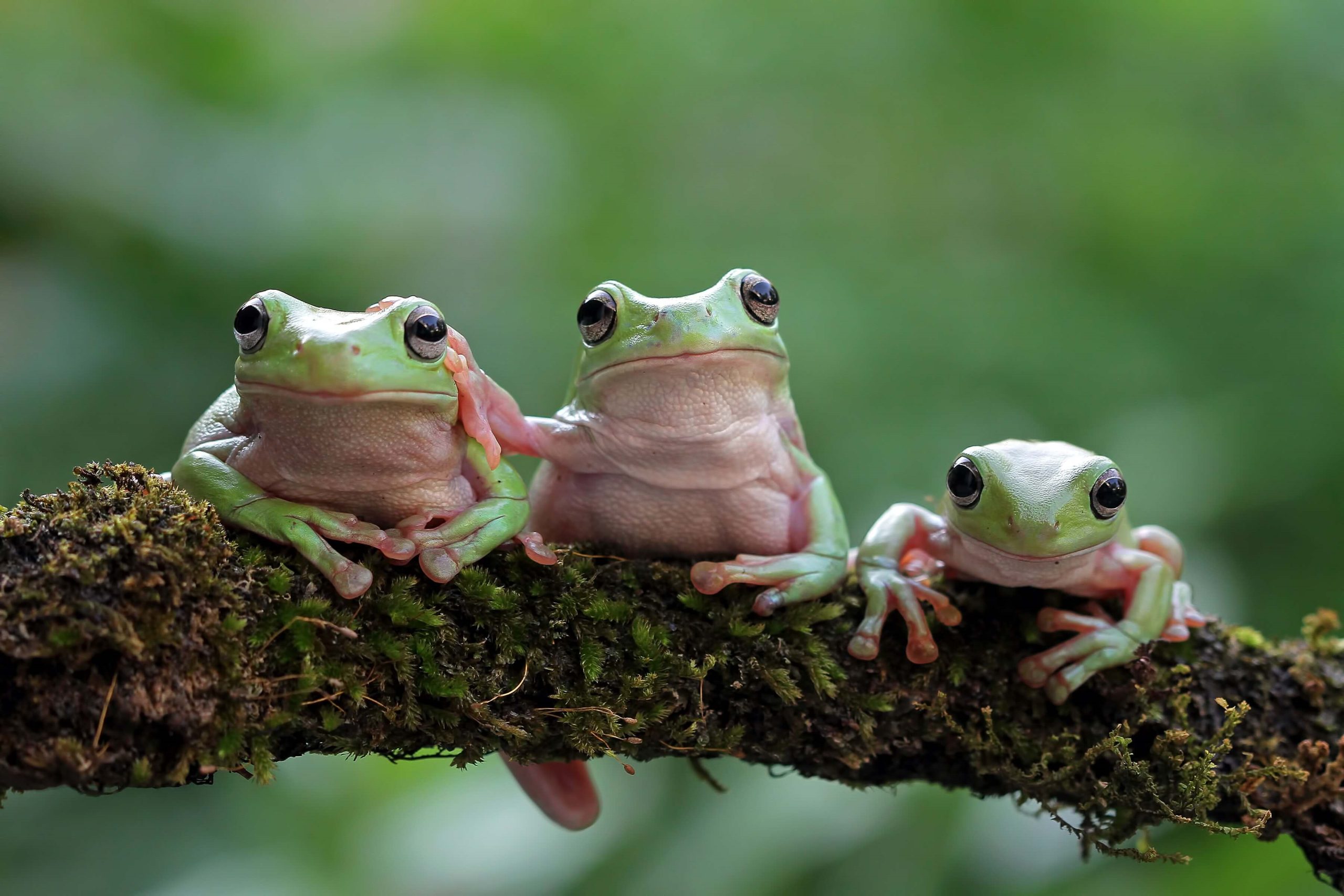 White tree frogs on a branch