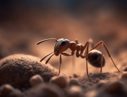 How to Get Rid of Ant Hills: A Comprehensive Guide