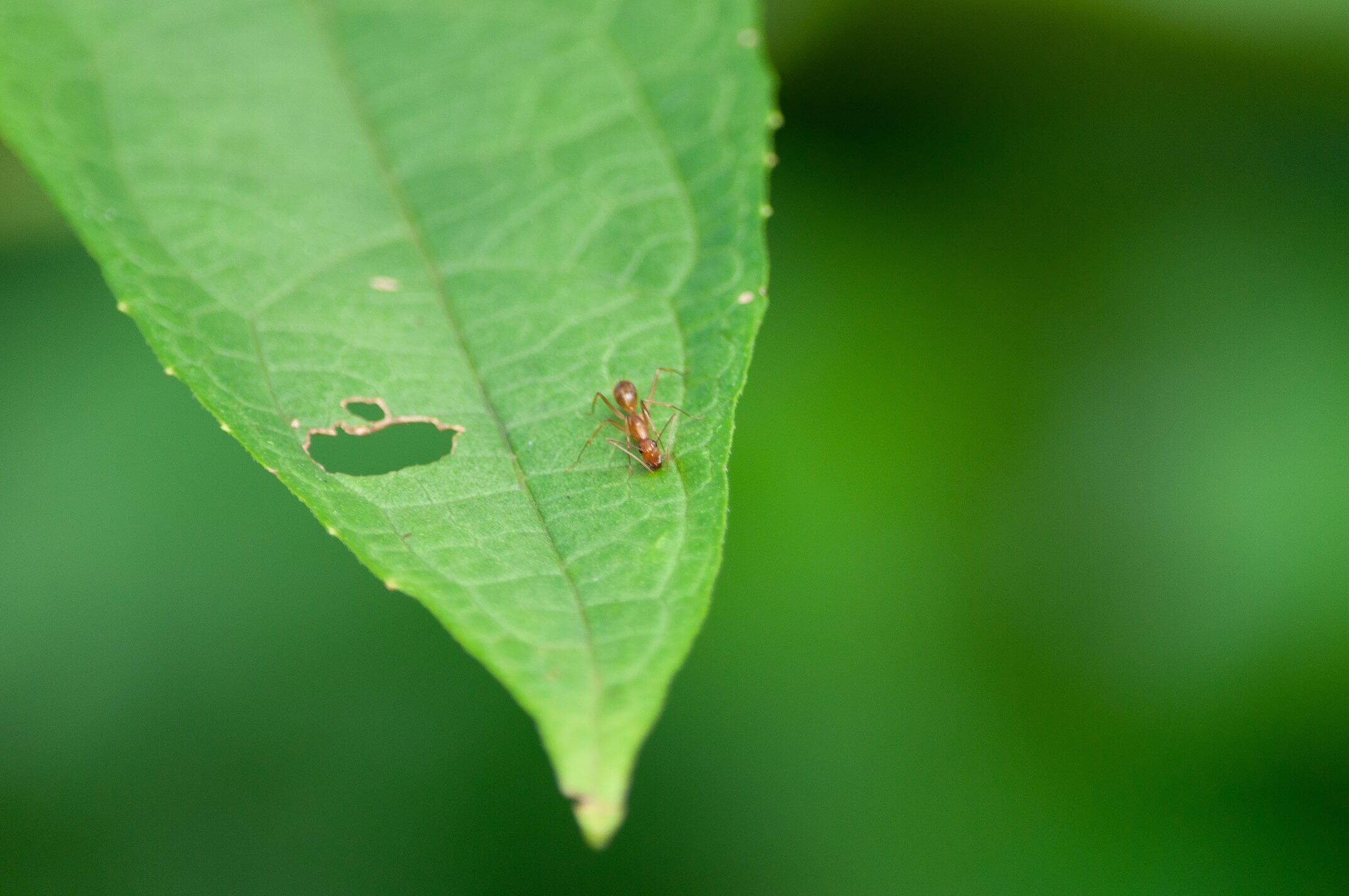 A photo of a leaf that has been eaten by ants
