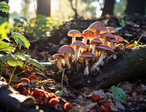 Fungi in Yards and Gardens: Identification and Treatment