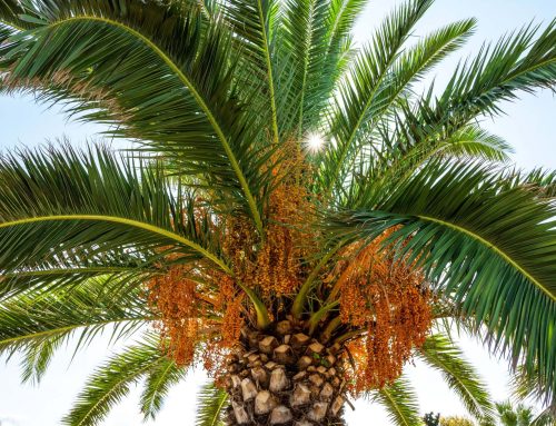 Palm Tree Trimming: Can You Do it Yourself?
