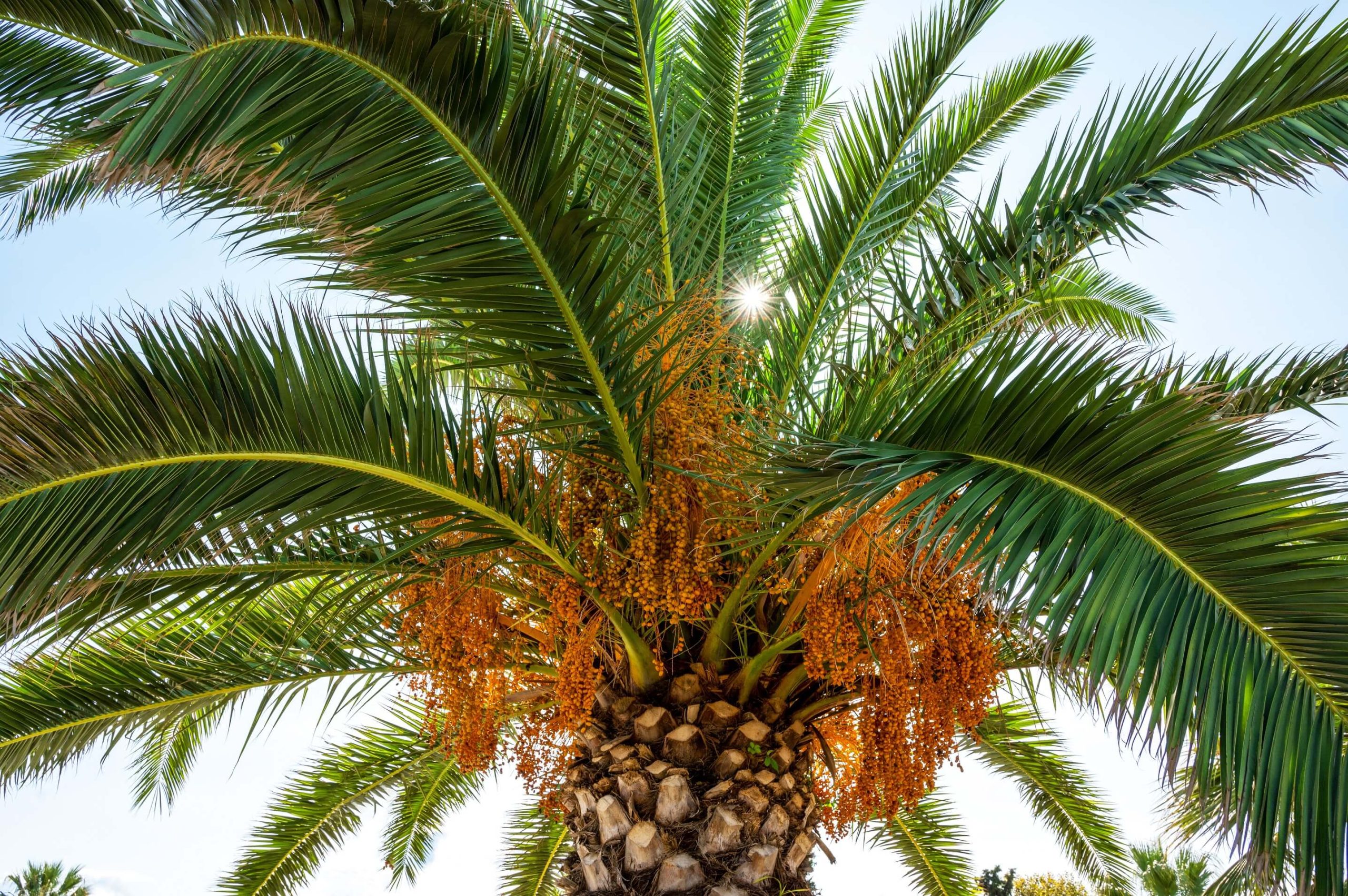 A photo of a palm tree