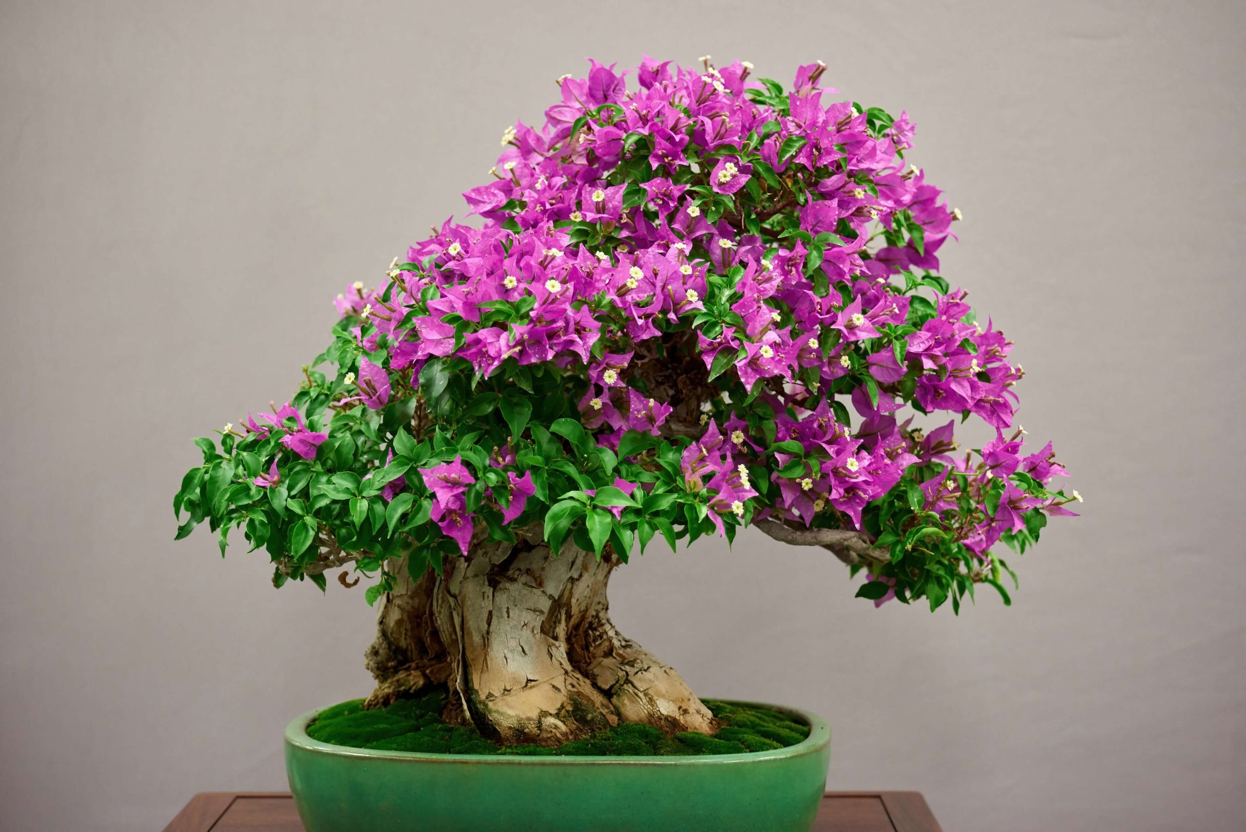 a photo of a bonsai tree with pink flowers