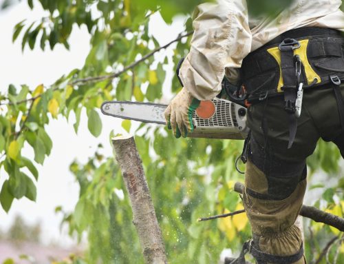 Unveiling the Art and Science of Tree Pruning Services