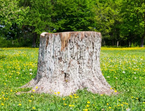 Tree Stump Removal: Costs, Methods, and More