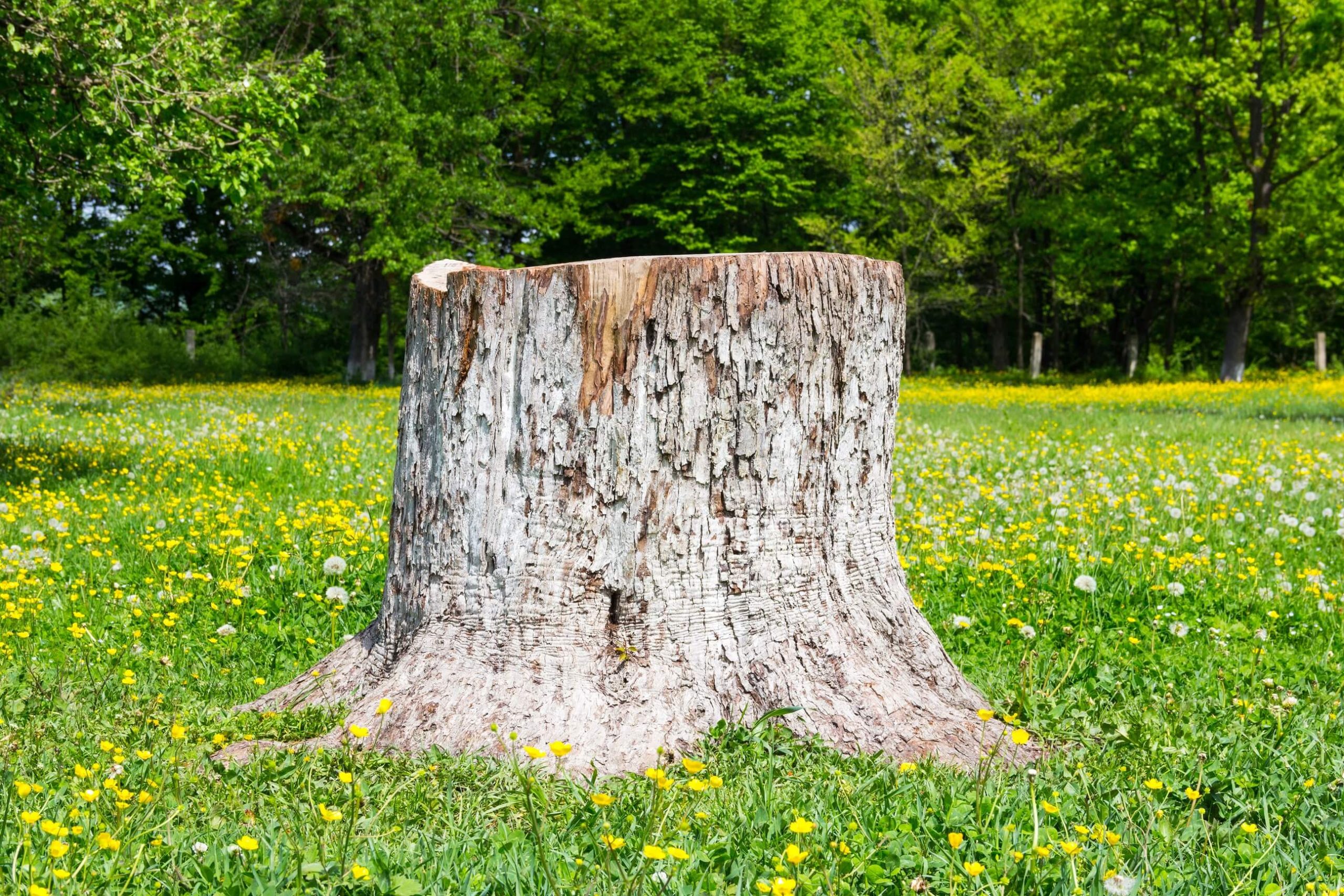 A photo of a tree stump
