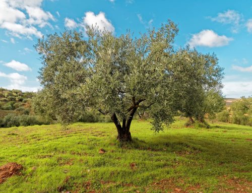 How to Cultivate Fruitless Olive Trees: A Comprehensive Guide