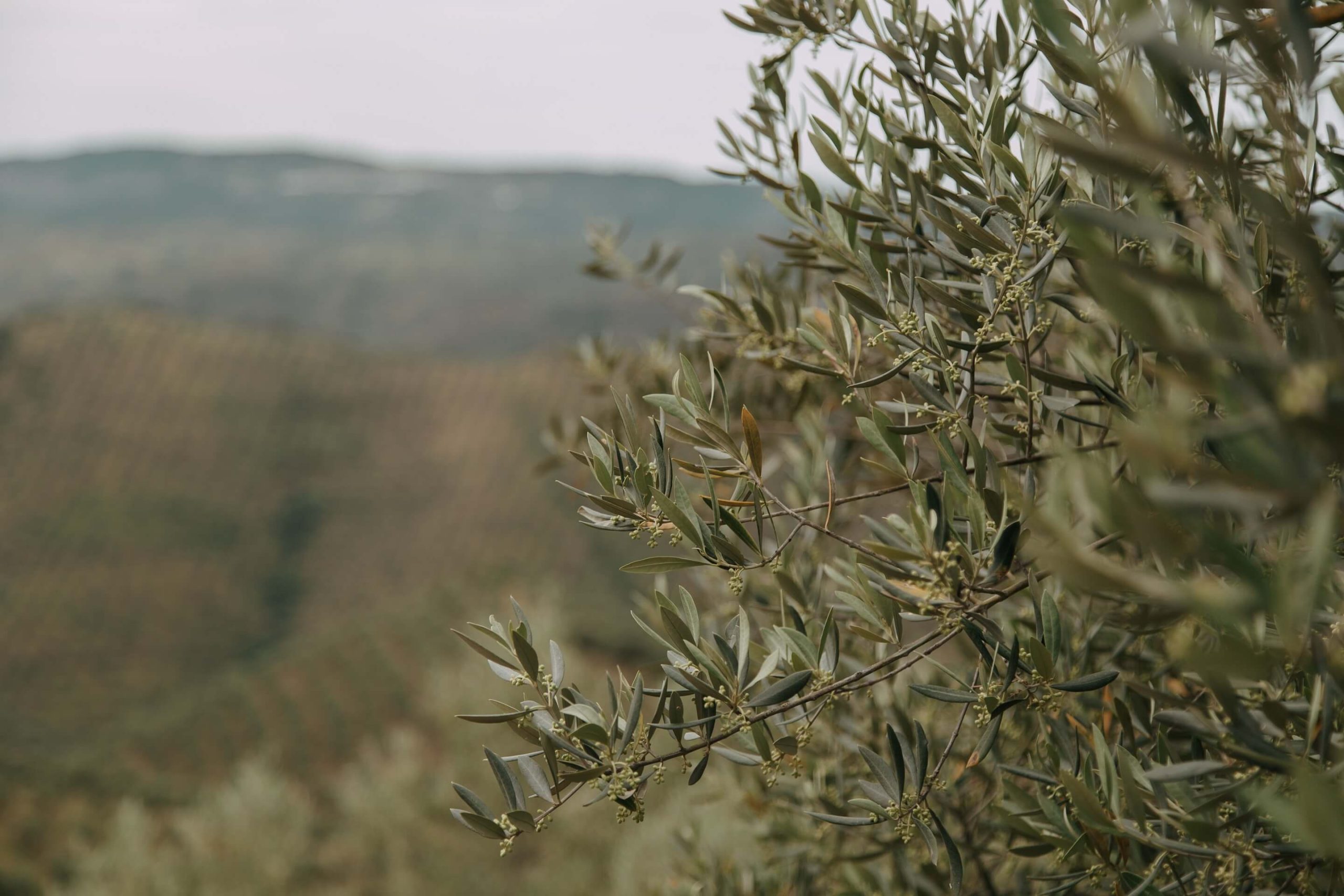A close-up of an olive tree