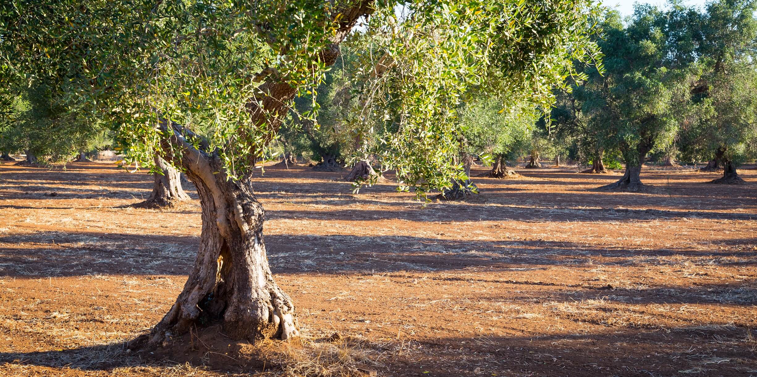 A photo of an olive tree