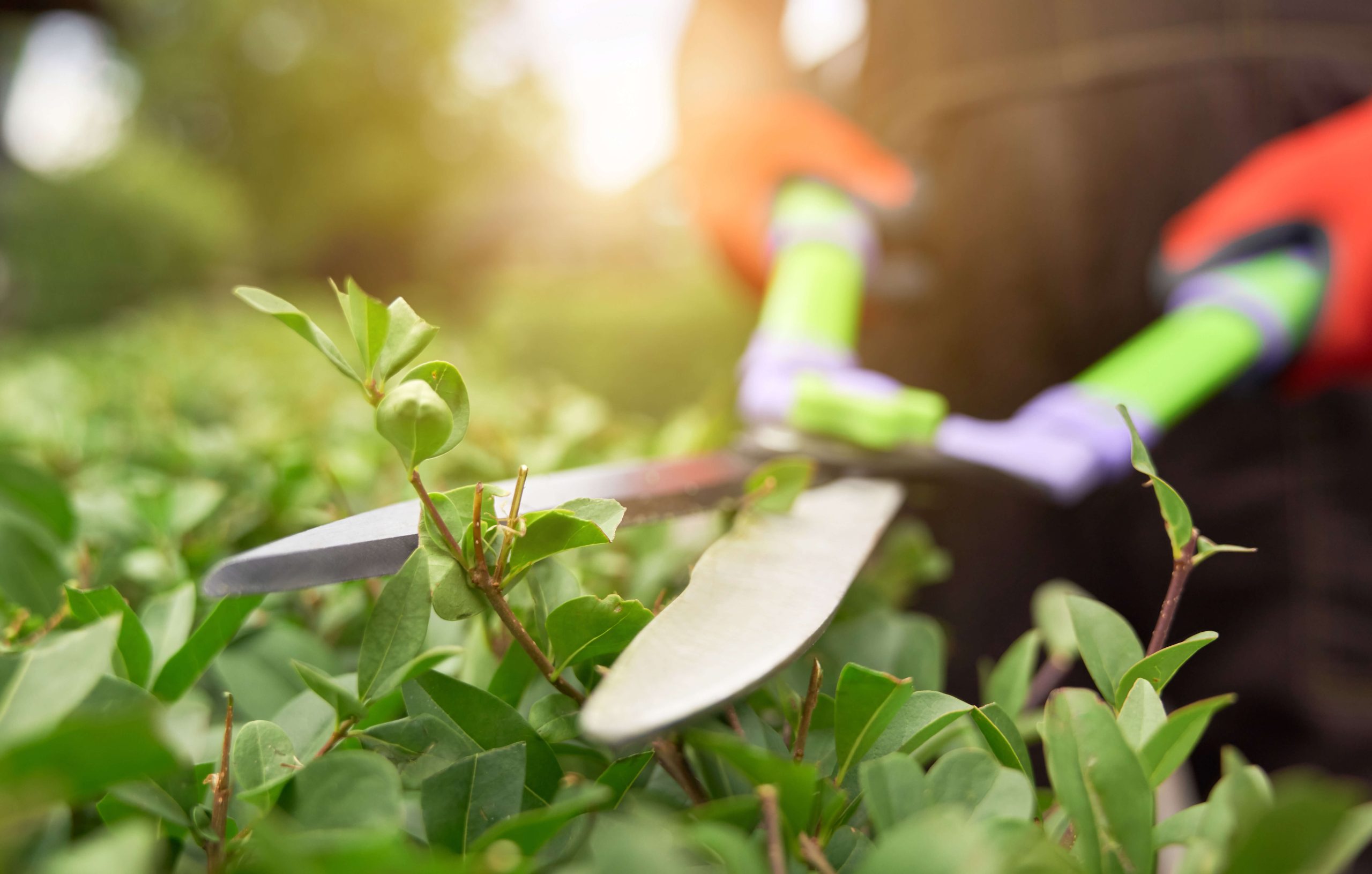 A close-up of a landscaping professional trimming a bush