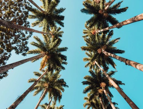 Are Palm Trees Native to Florida? Unveiling the Palms of the Sunshine State