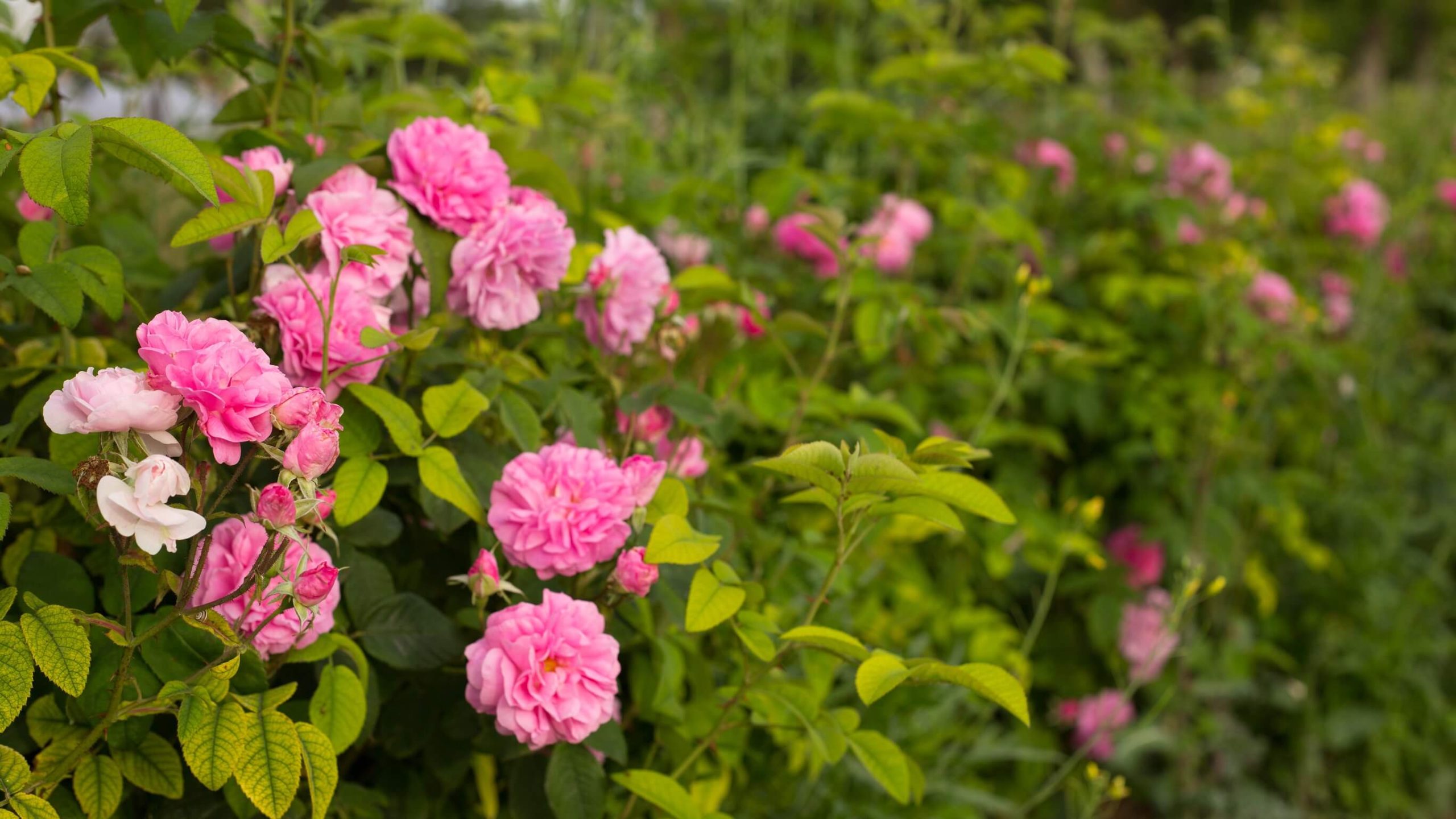 A photo of a rose bush