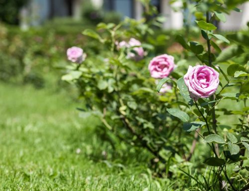 Cultivating Beauty: Create Your Rose Garden in Florida