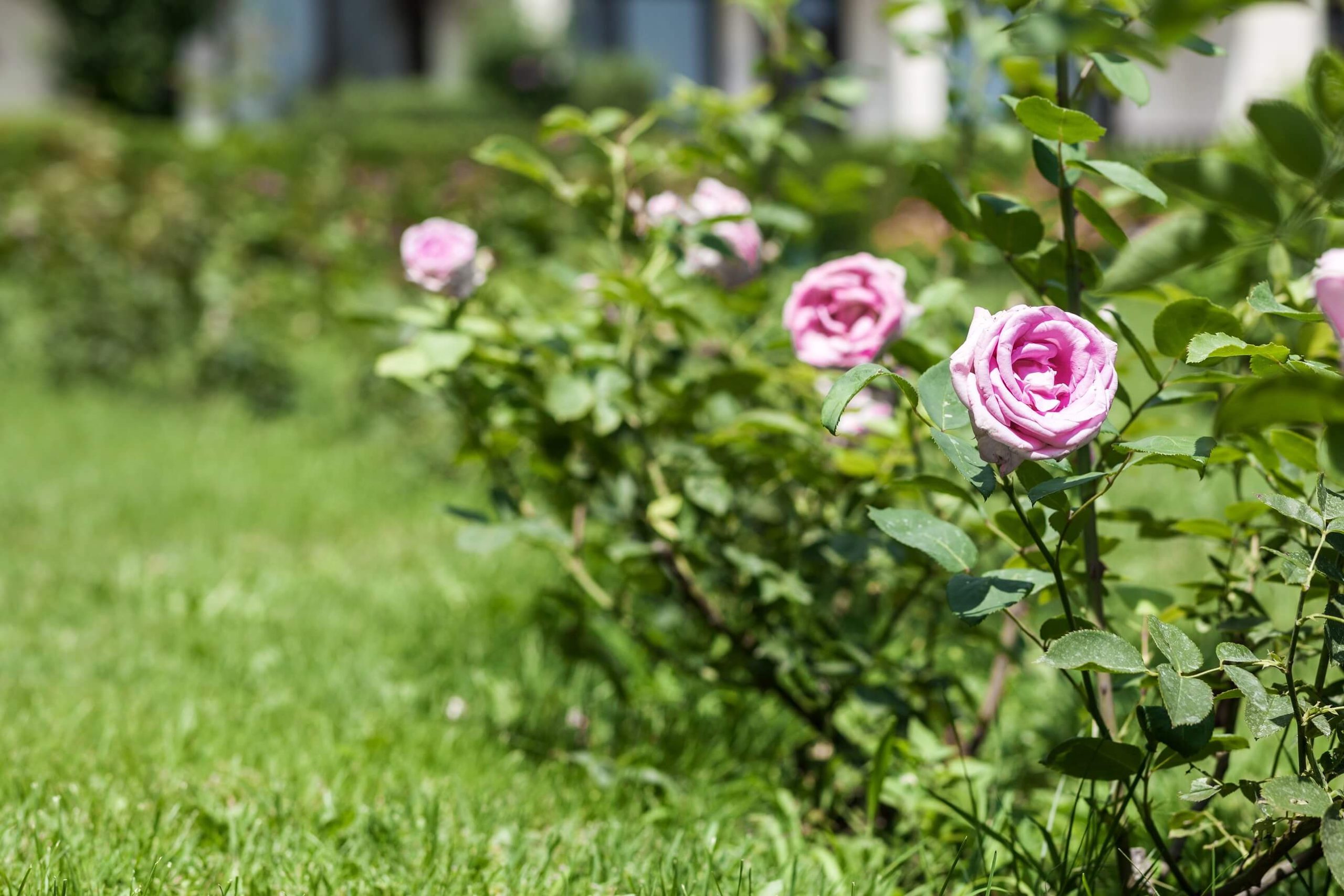 A photo of a rose bush