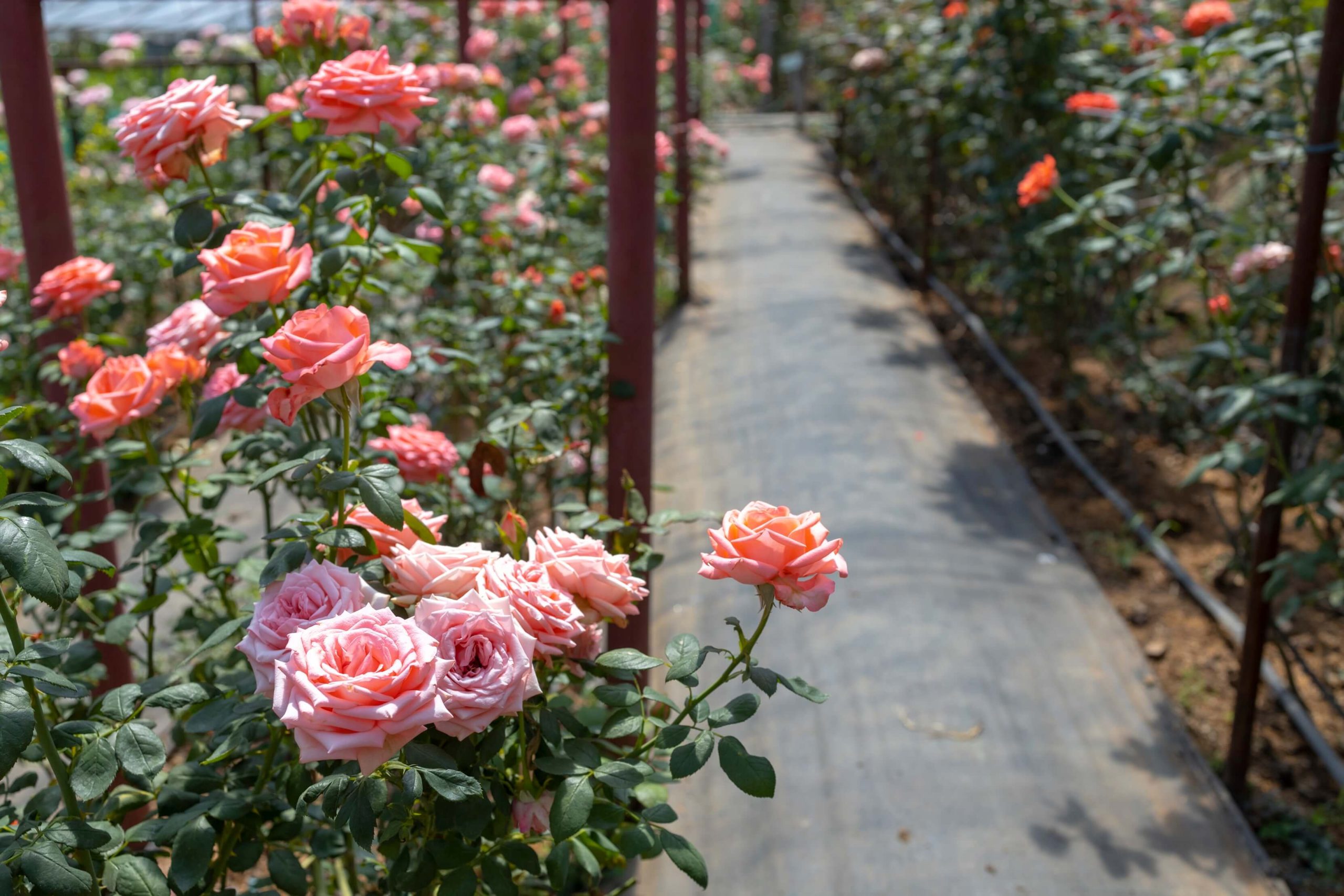 A photo of a rose bush