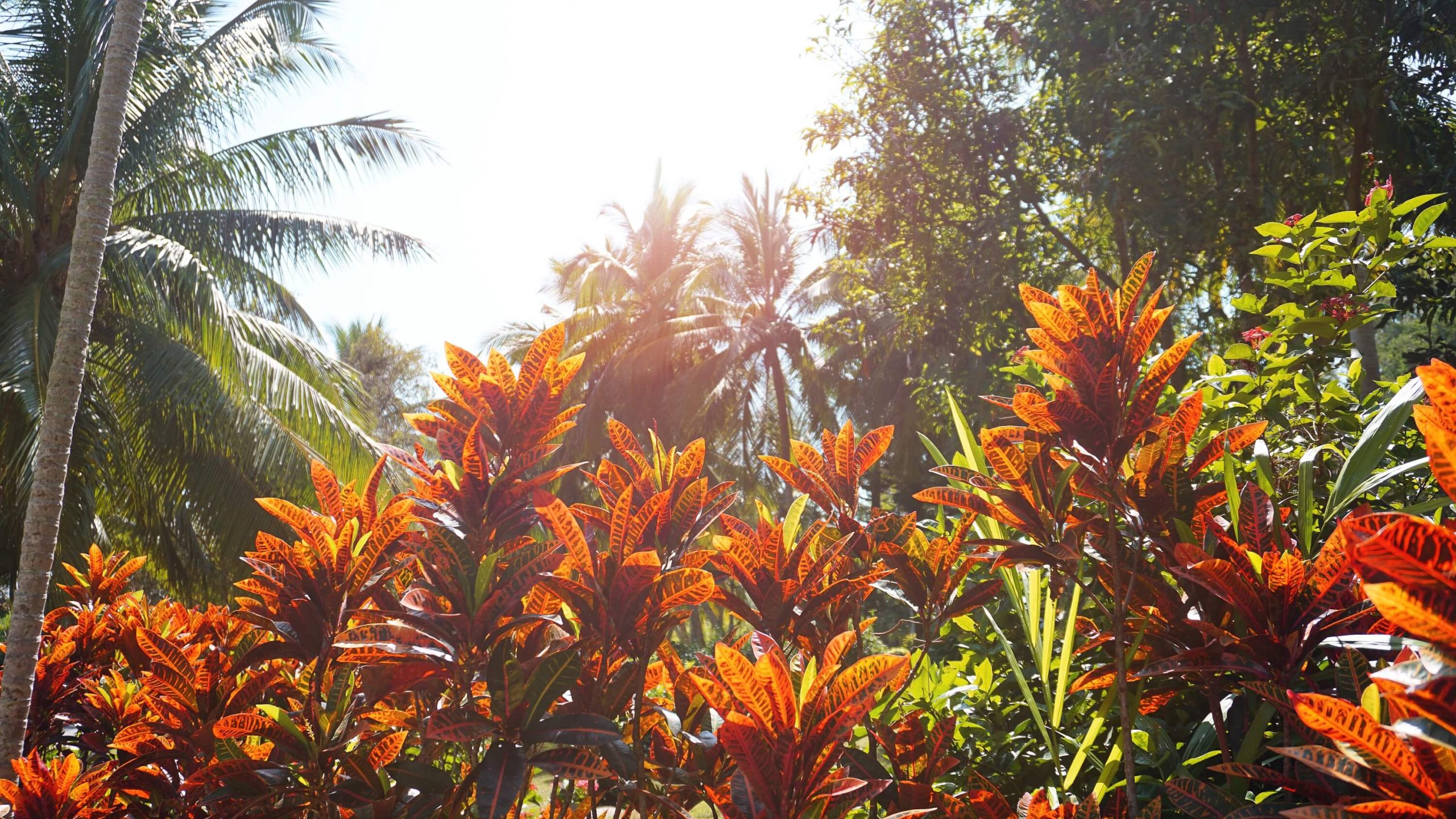 A photo of sun-resistant plants