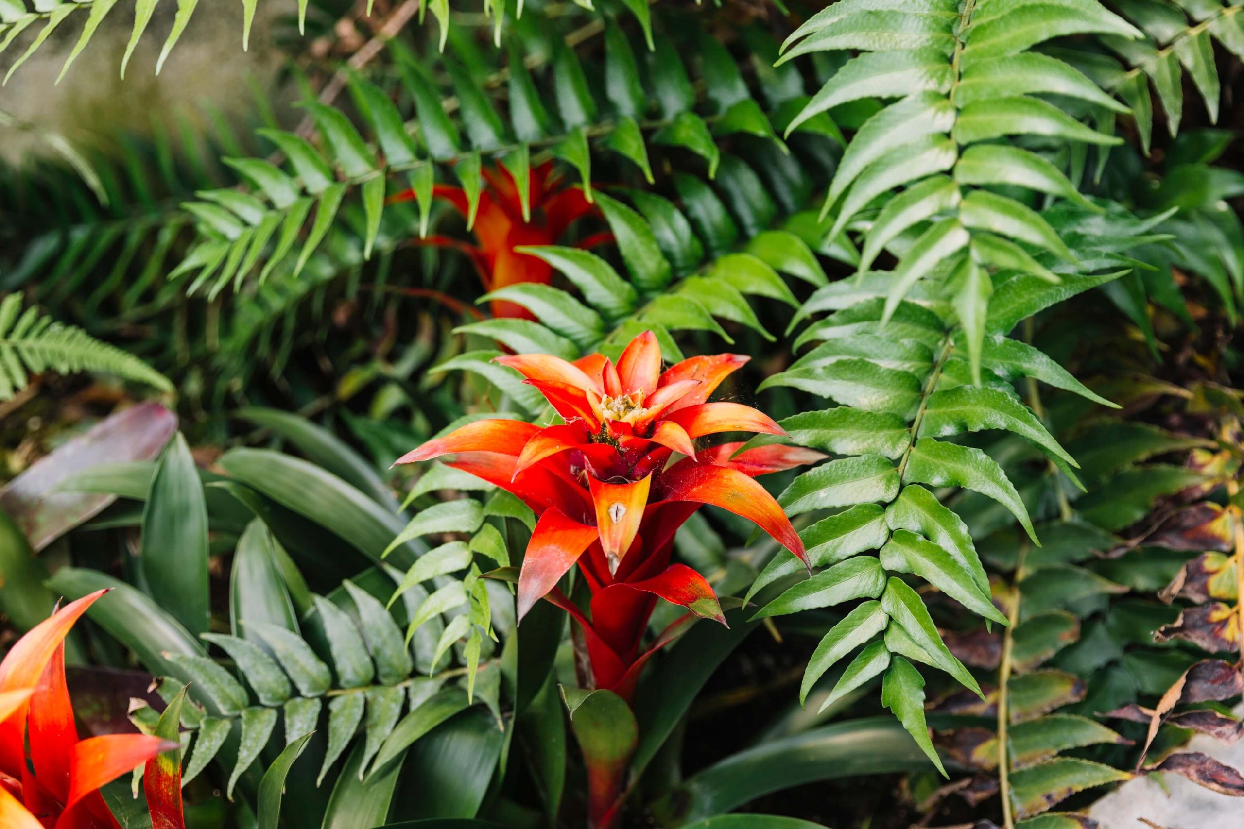 A photo of sun-resistant plants