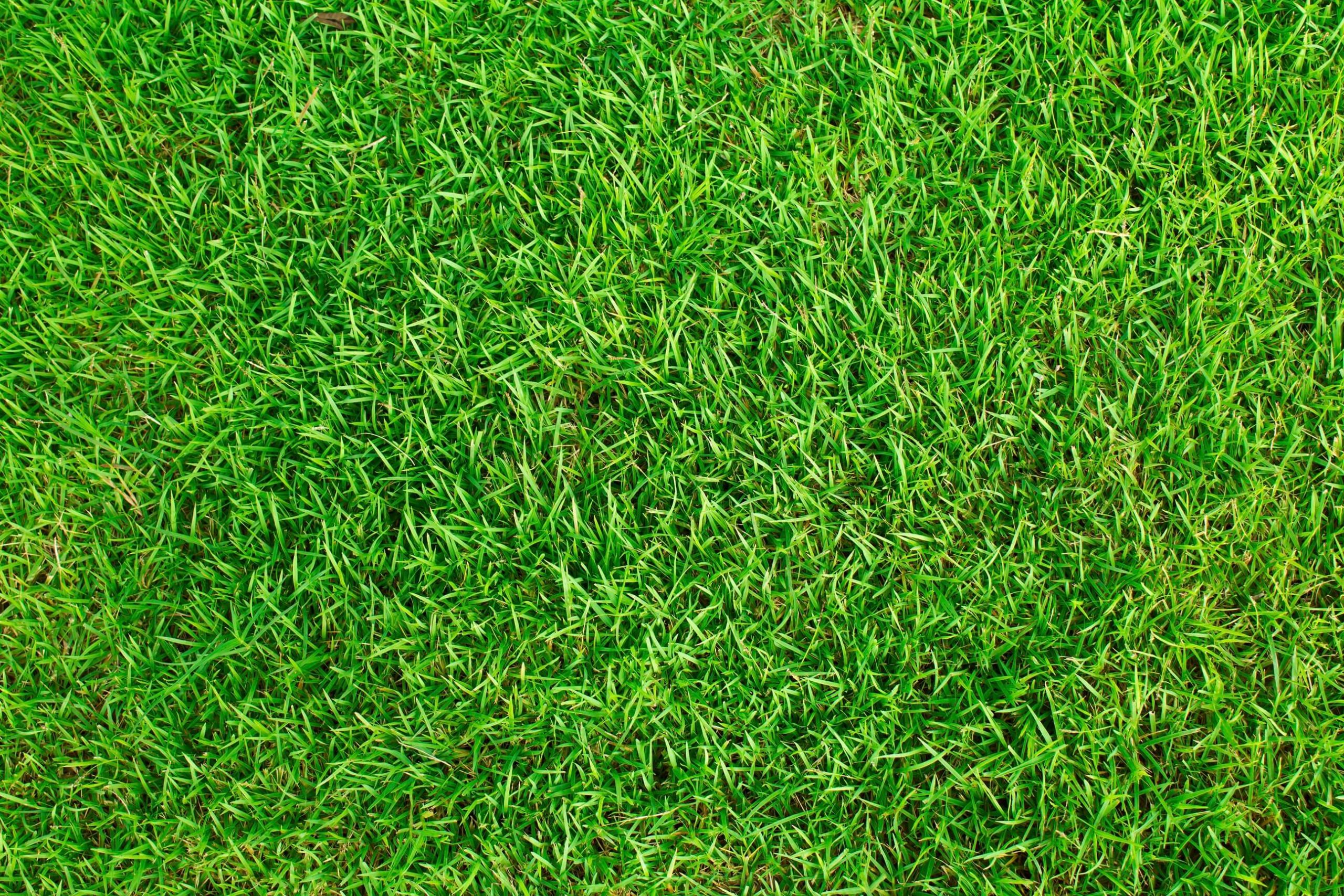 A close-up of a green lawn