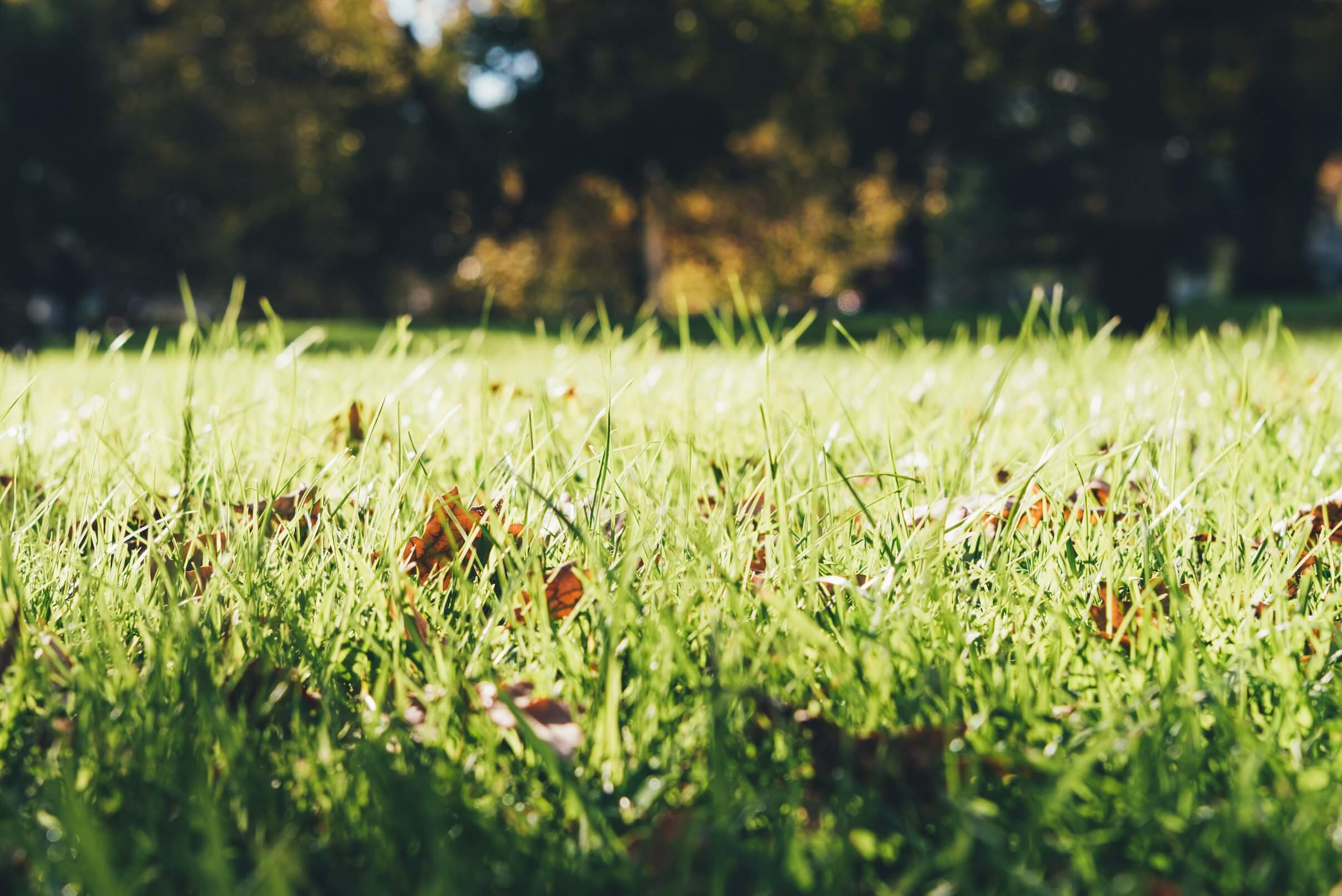 A close-up of a green lawn