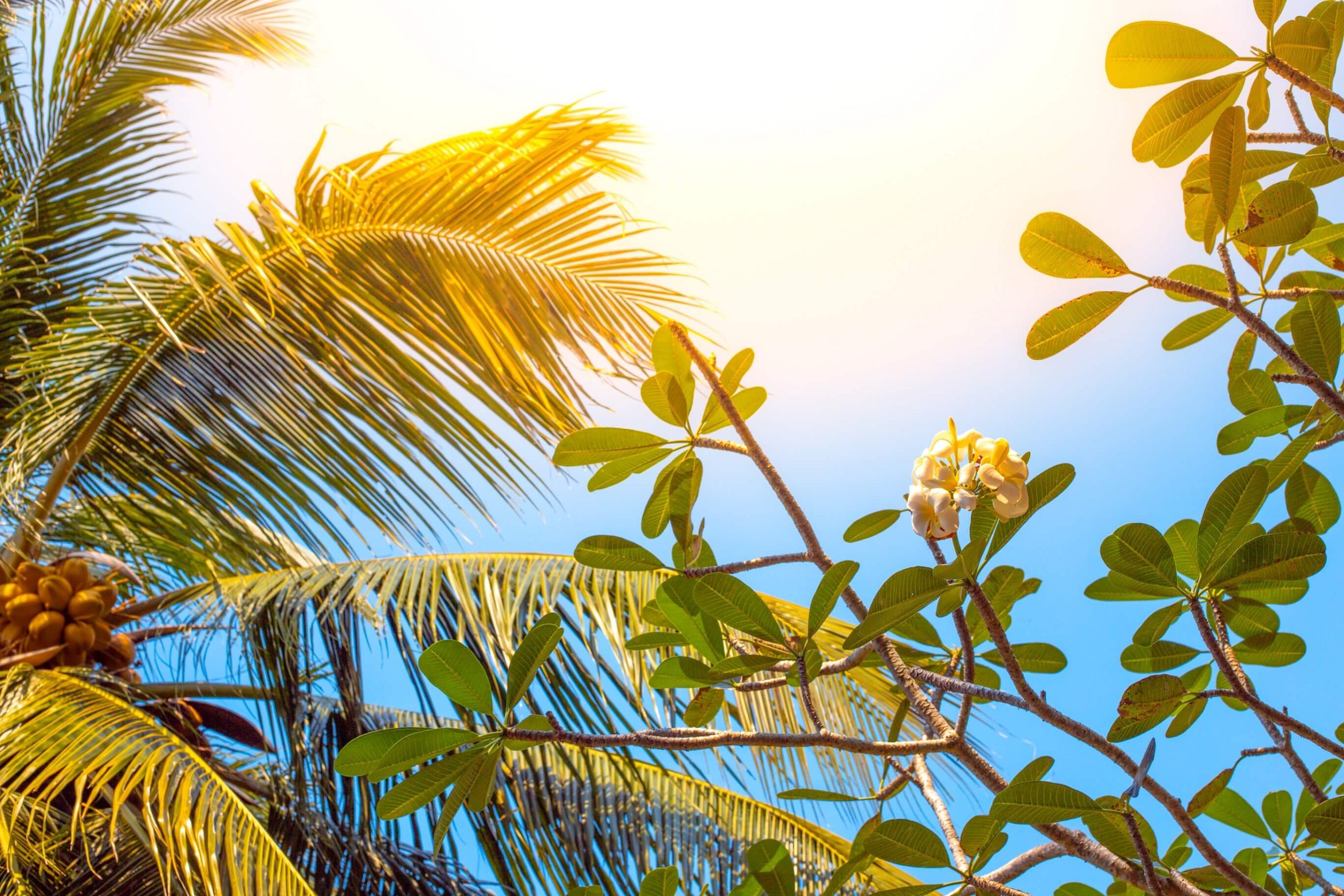 A closeup of a palm tree under the Florida sun