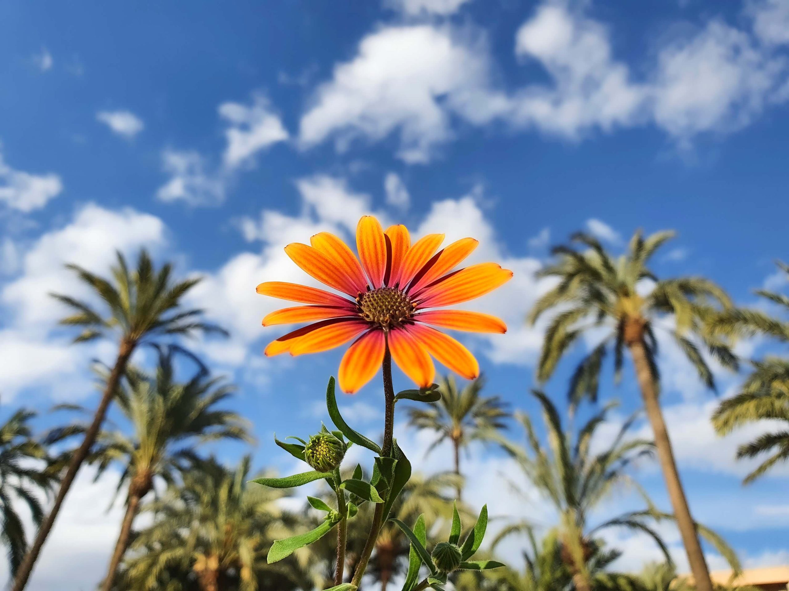 A closeup of a flower under the Florida sun. We can see palm trees in the background