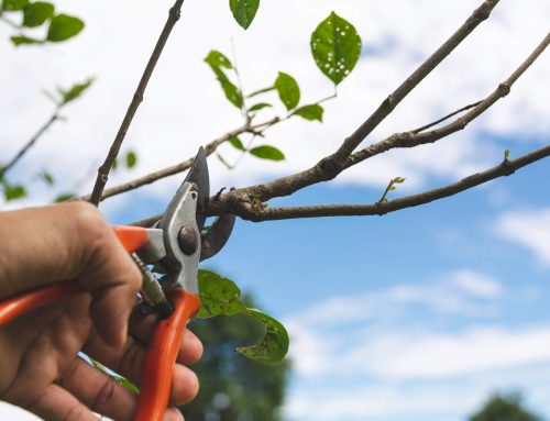 Unveiling the Benefits of Dormant Tree Pruning: A Seasonal Essential for Florida’s Trees