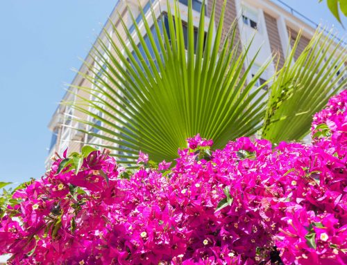 Flourishing Communities: Elevating Florida HOAs and Condos with Flower Landscaping
