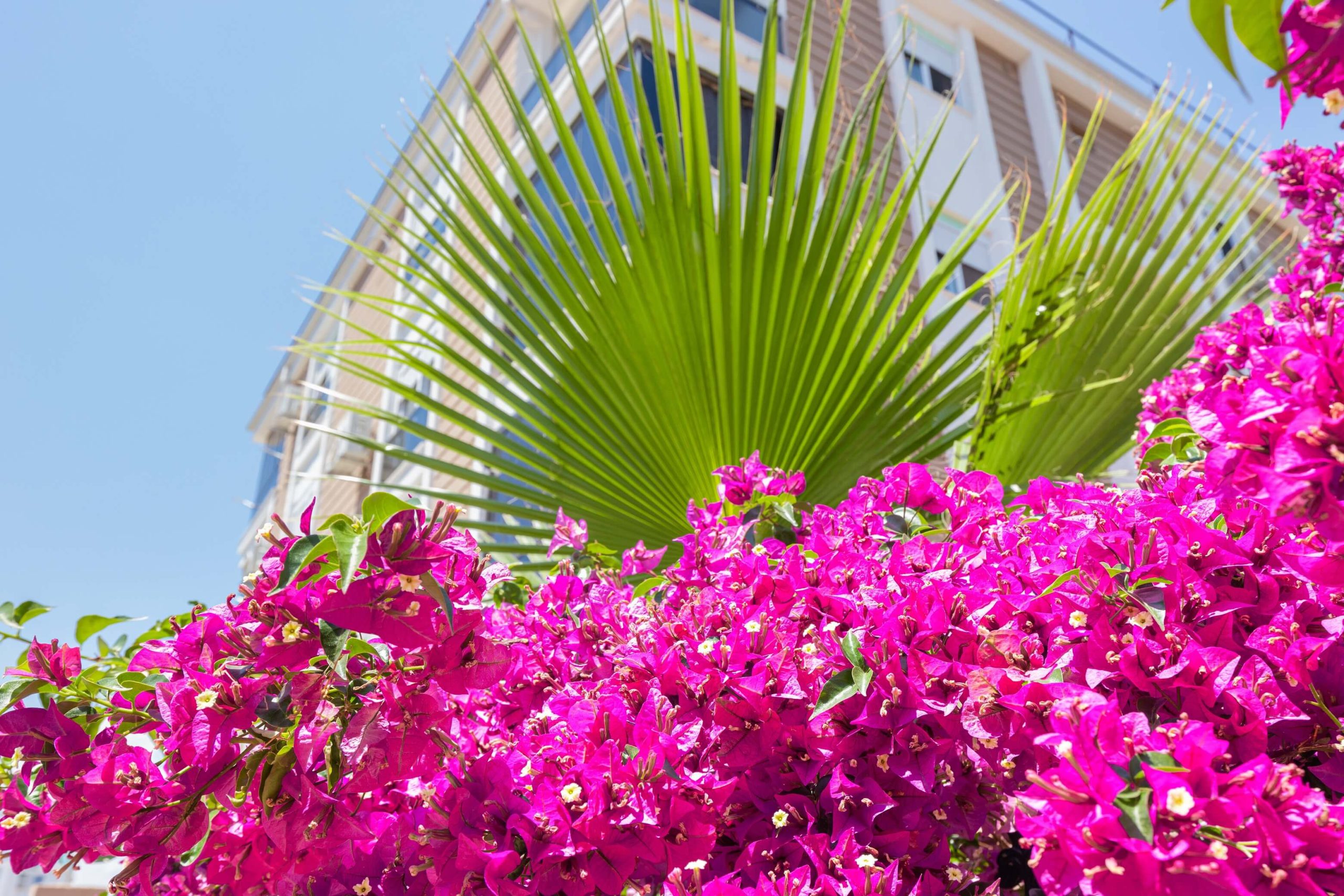 A close up of a flower bush. In the background we can see a palm tree and a condominium building