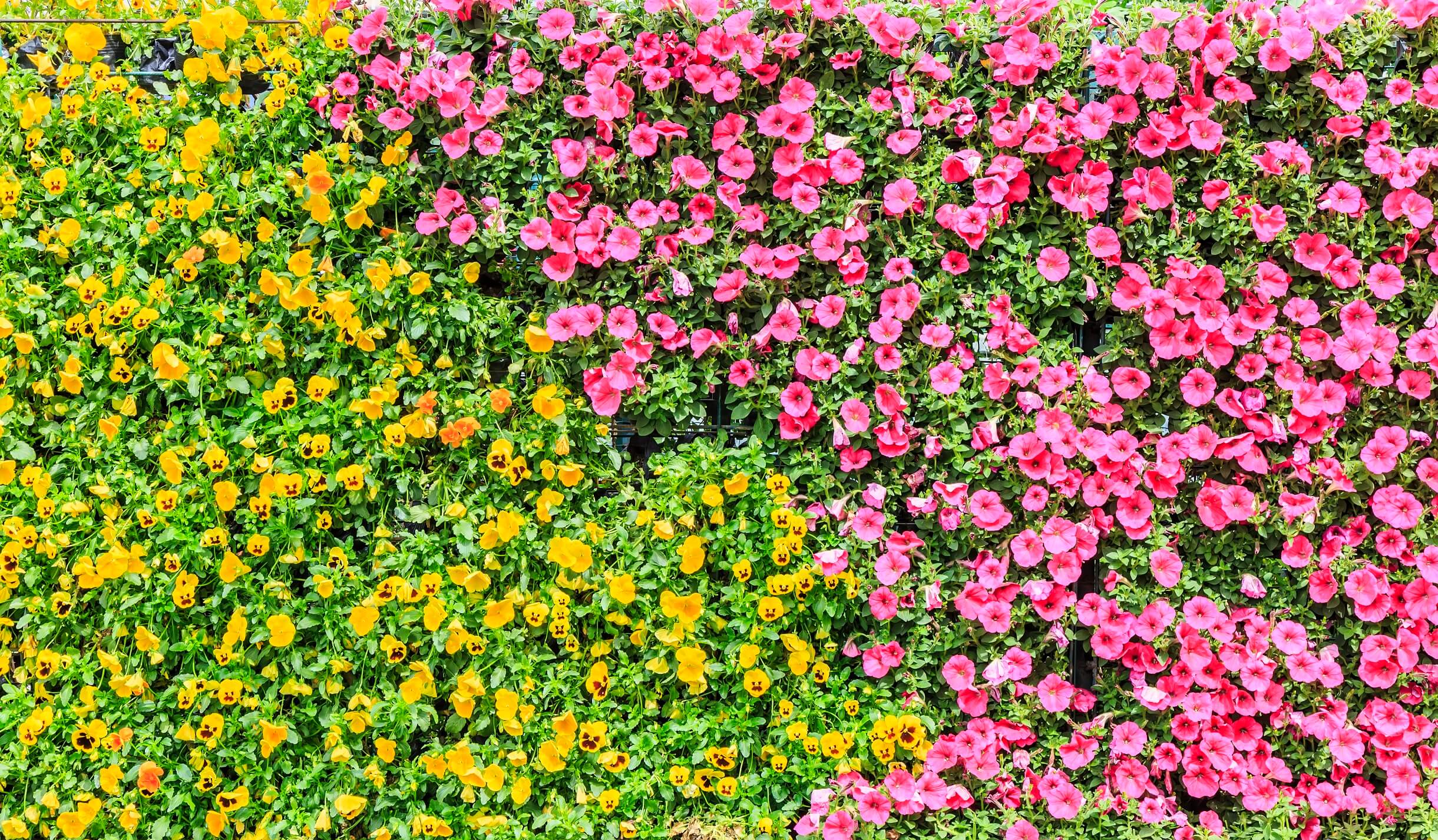 A close-up of a flower wall. Half of them are pink and half are yellow
