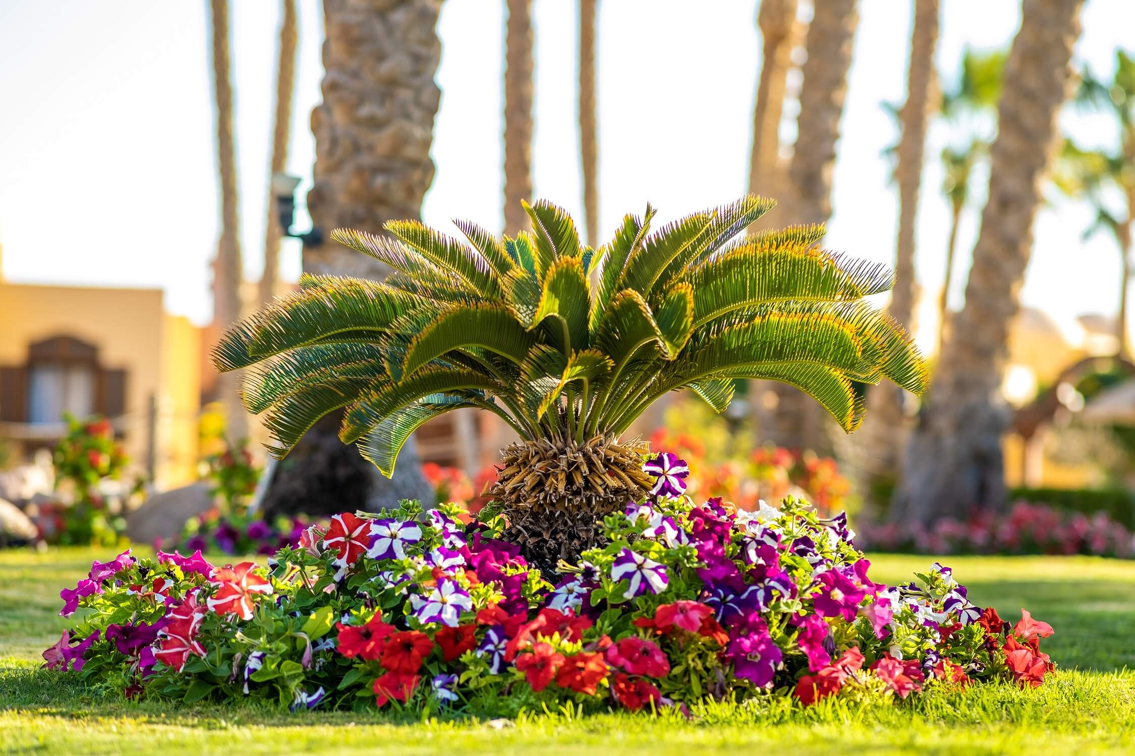 A small palm tree surrounded by colorful flowers.