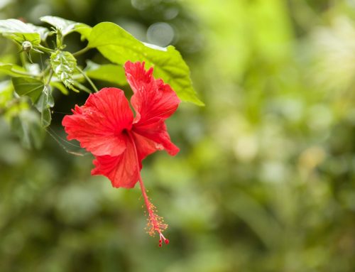 Hibiscus Tree Care Tips for Thriving in Florida