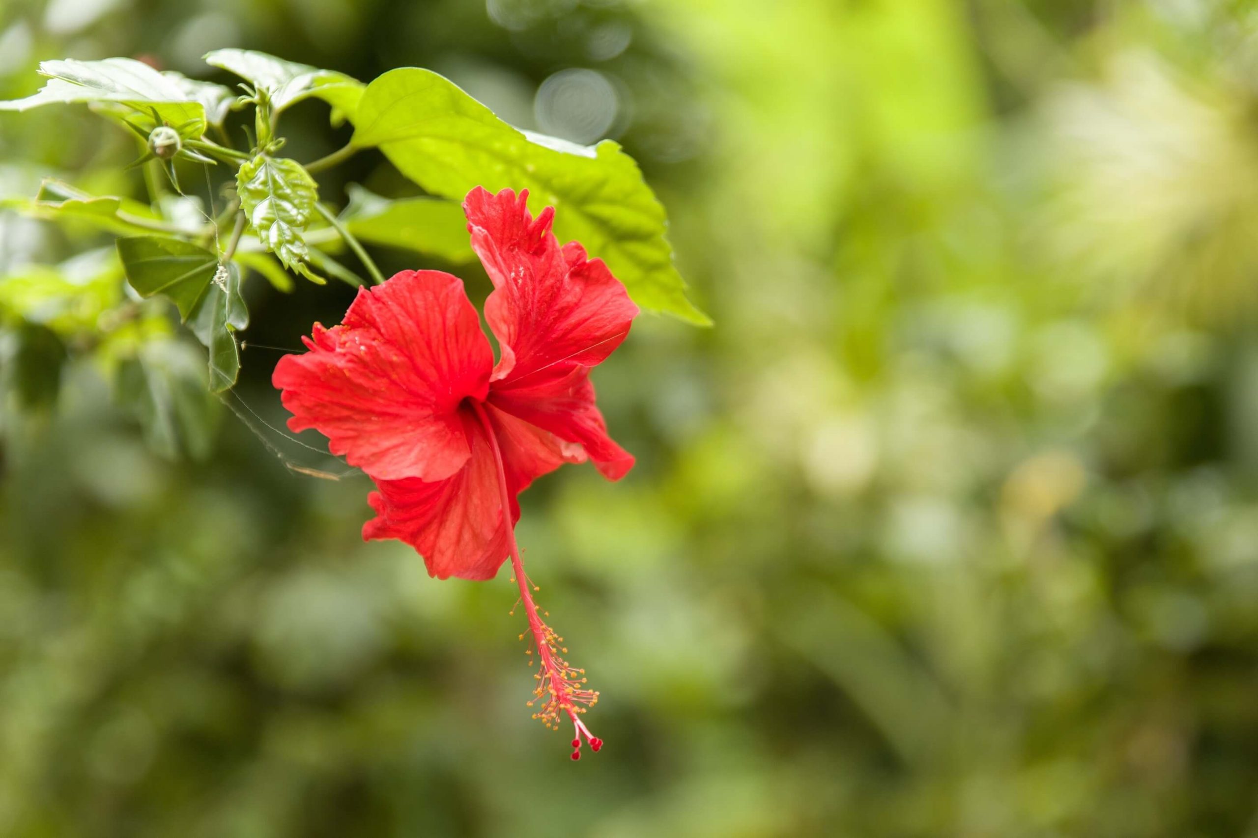 A close up of a hibiscus tree