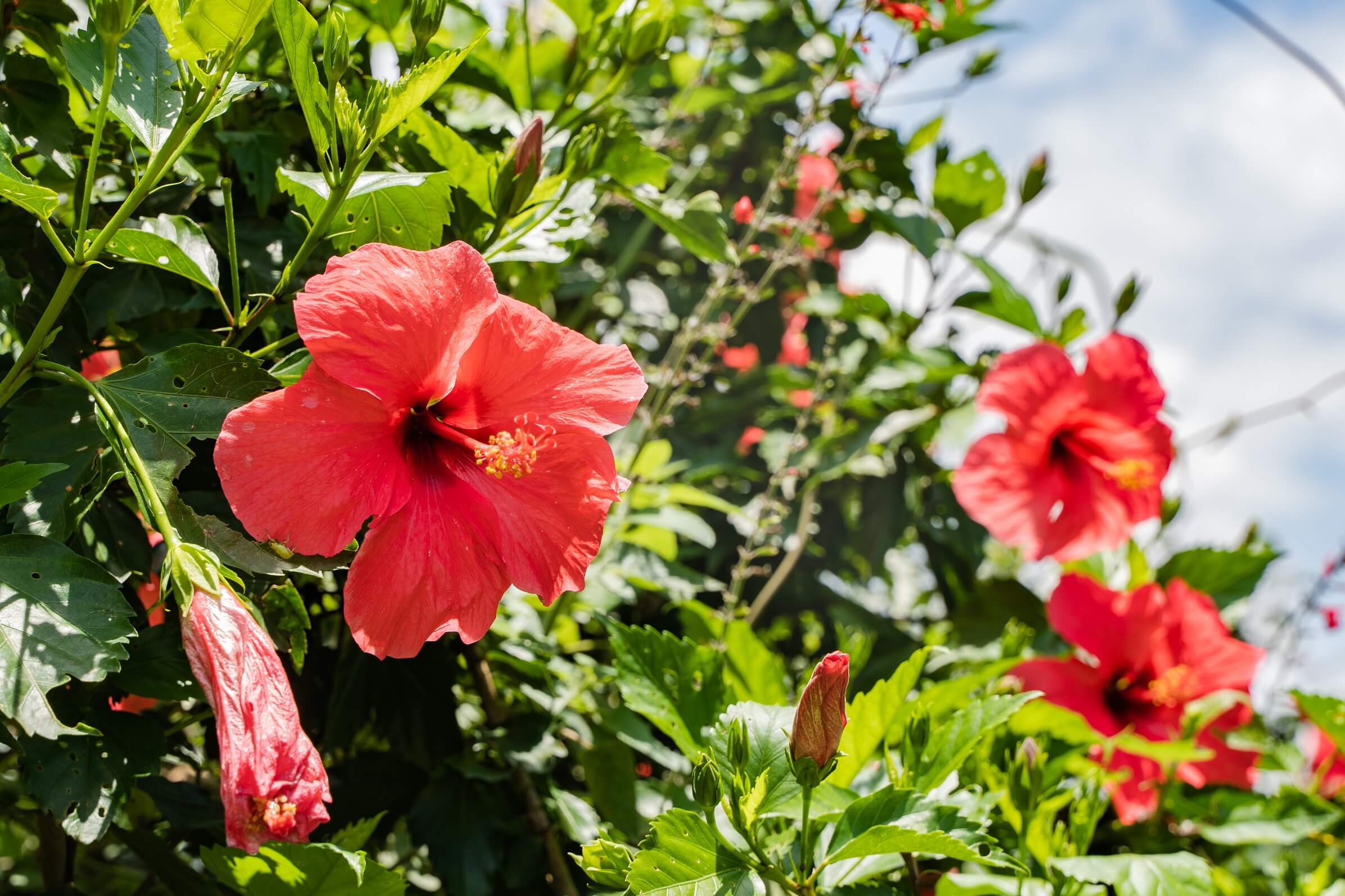 A close up of a hibiscus tree