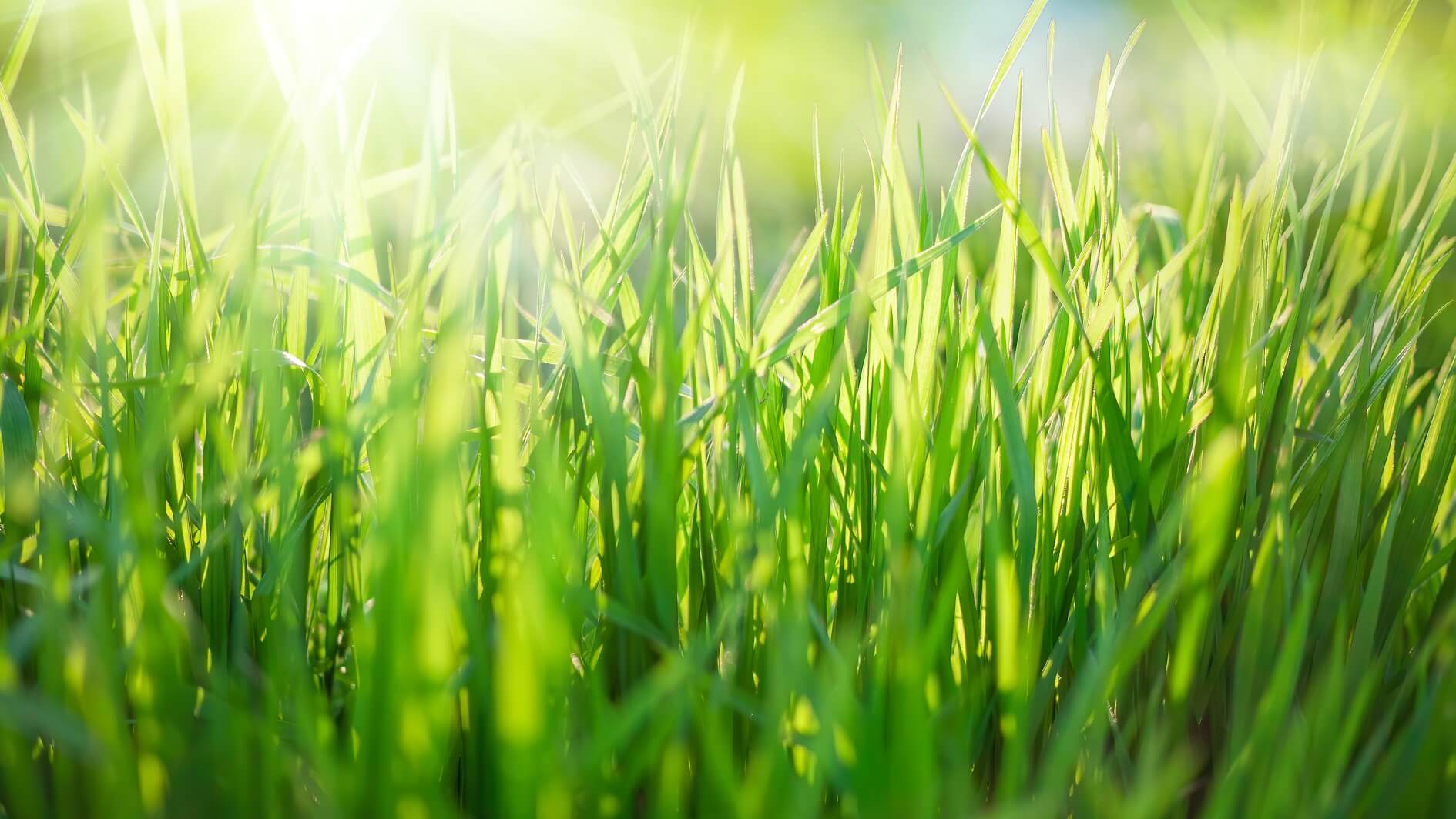 A close-up of green grass