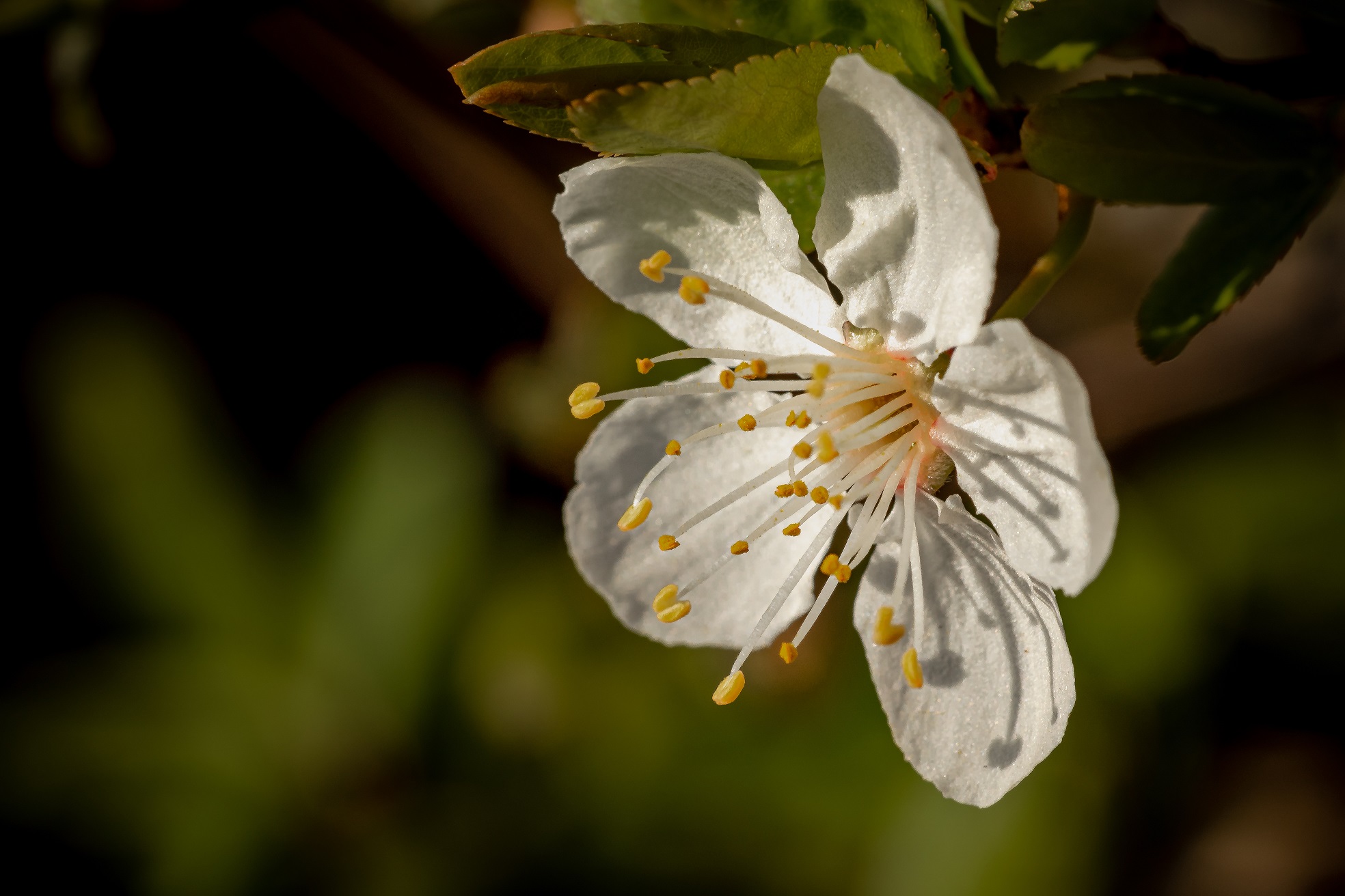 A close up of a branch of orange blossoms