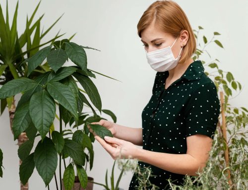 A Guide to Identifying and Treating Plant Diseases