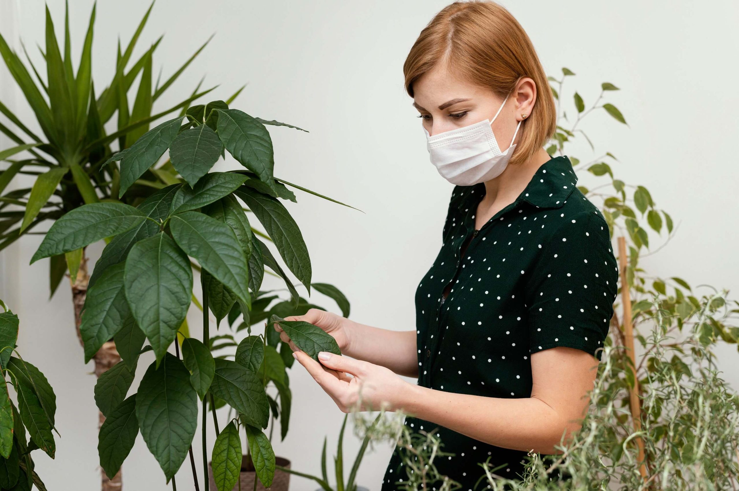 A person cleaning a plant